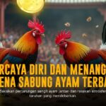 Menaklukkan Adu Ayam SV388: Strategi dan Jenis Ayam Unggulan