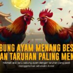 Jenis Ayam Aduan Unggulan di SV388, Peluang Menang Besar!