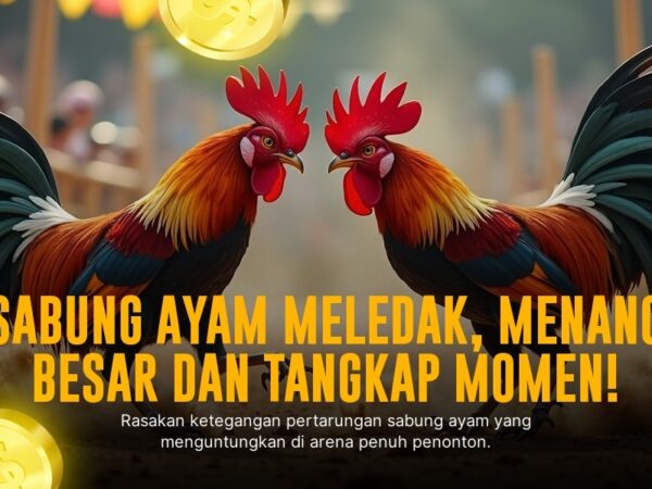 Mengenal Jenis Ayam Aduan andalan di SV388