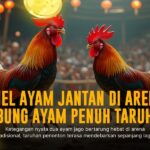 Mengenal Jenis Ayam Laga dan Odds di Sabung Ayam SV388