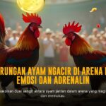 Fokus Mendalam Sabung Ayam SV388: Jenis, Odds, dan Provider