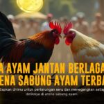 Rahasia Odds Sabung Ayam di Platform SV388 yang Perlu Kamu Tahu
