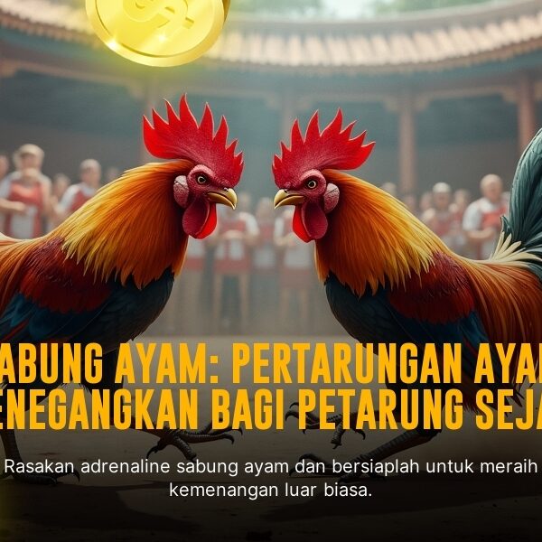 SABUNG AYAM SV388: Kenali Jenis Ayam Aduan, Odds, dan Cara Bertarungnya