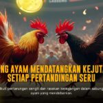Mengenal Jenis Ayam Bangkok Dalam Sabung Ayam SV388