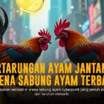 Taruhan Sabung Ayam SV388: Jenis, Odds, dan Keunggulannya